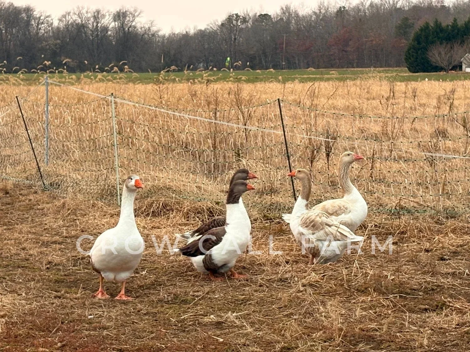 Crow Call Farm - Pomeranian Geese 5.jpg