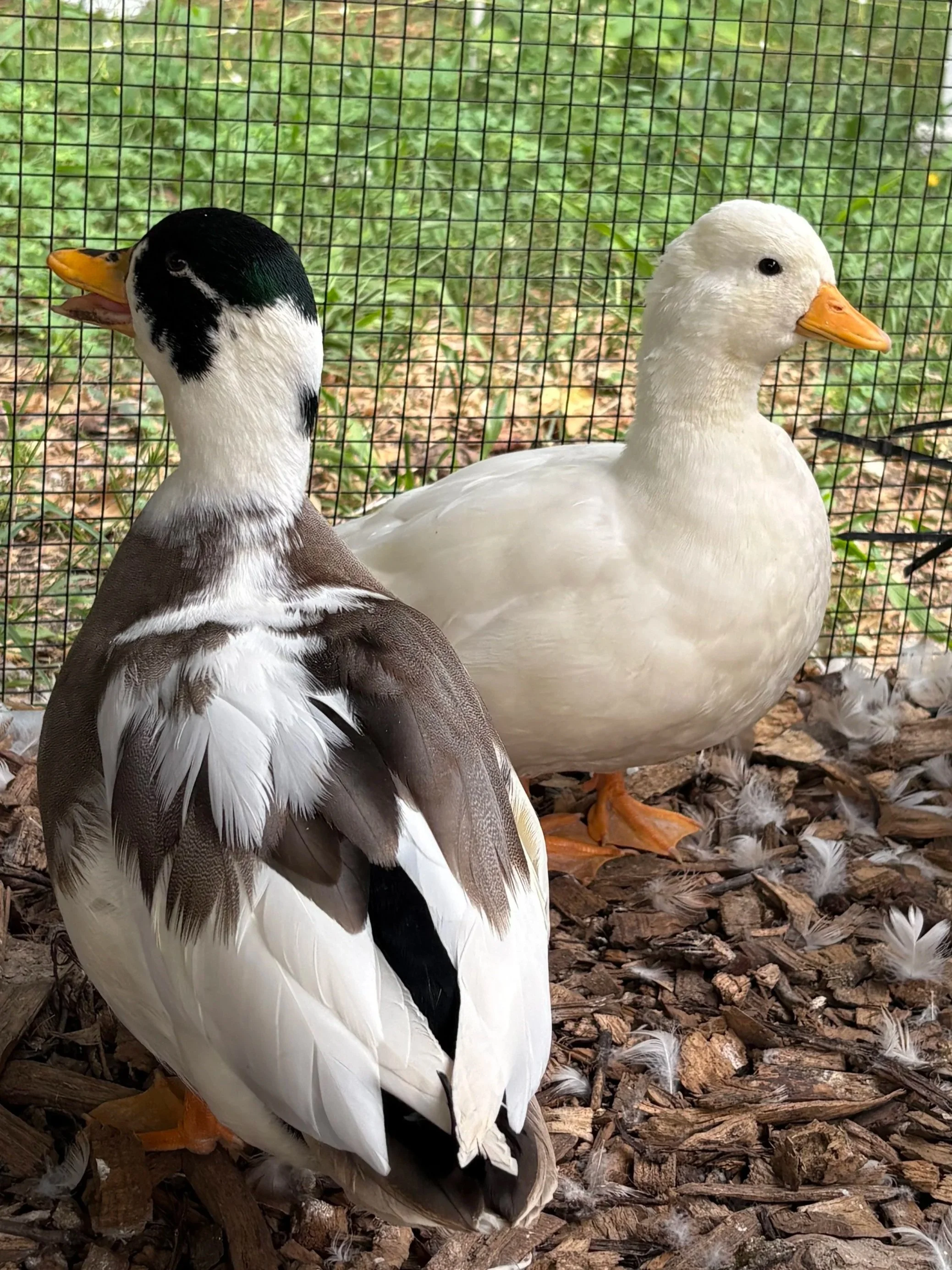 white call duck and penciled call duck on the farm