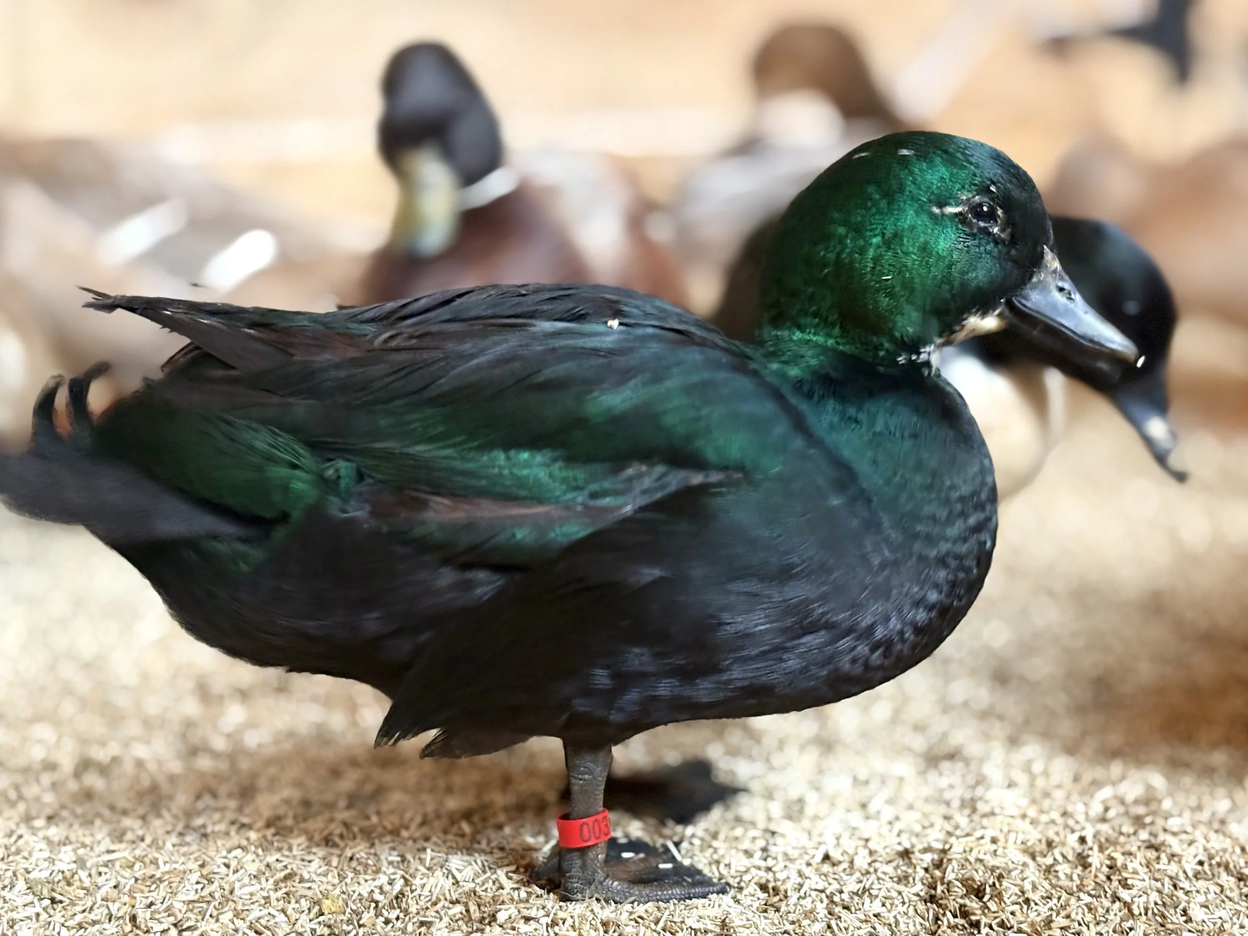 call drake black bibbed.jpeg