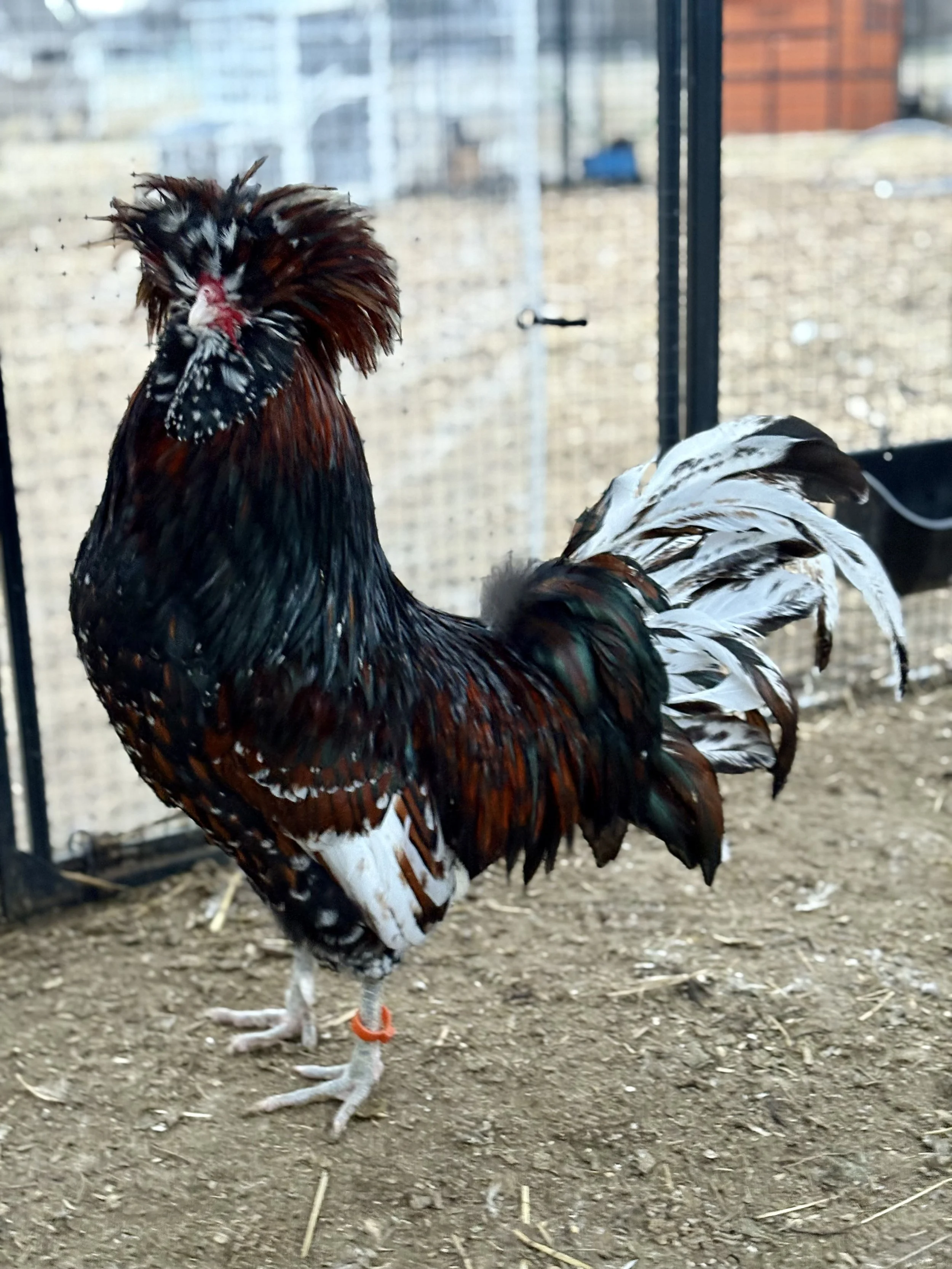tolbunt polish rooster showing off