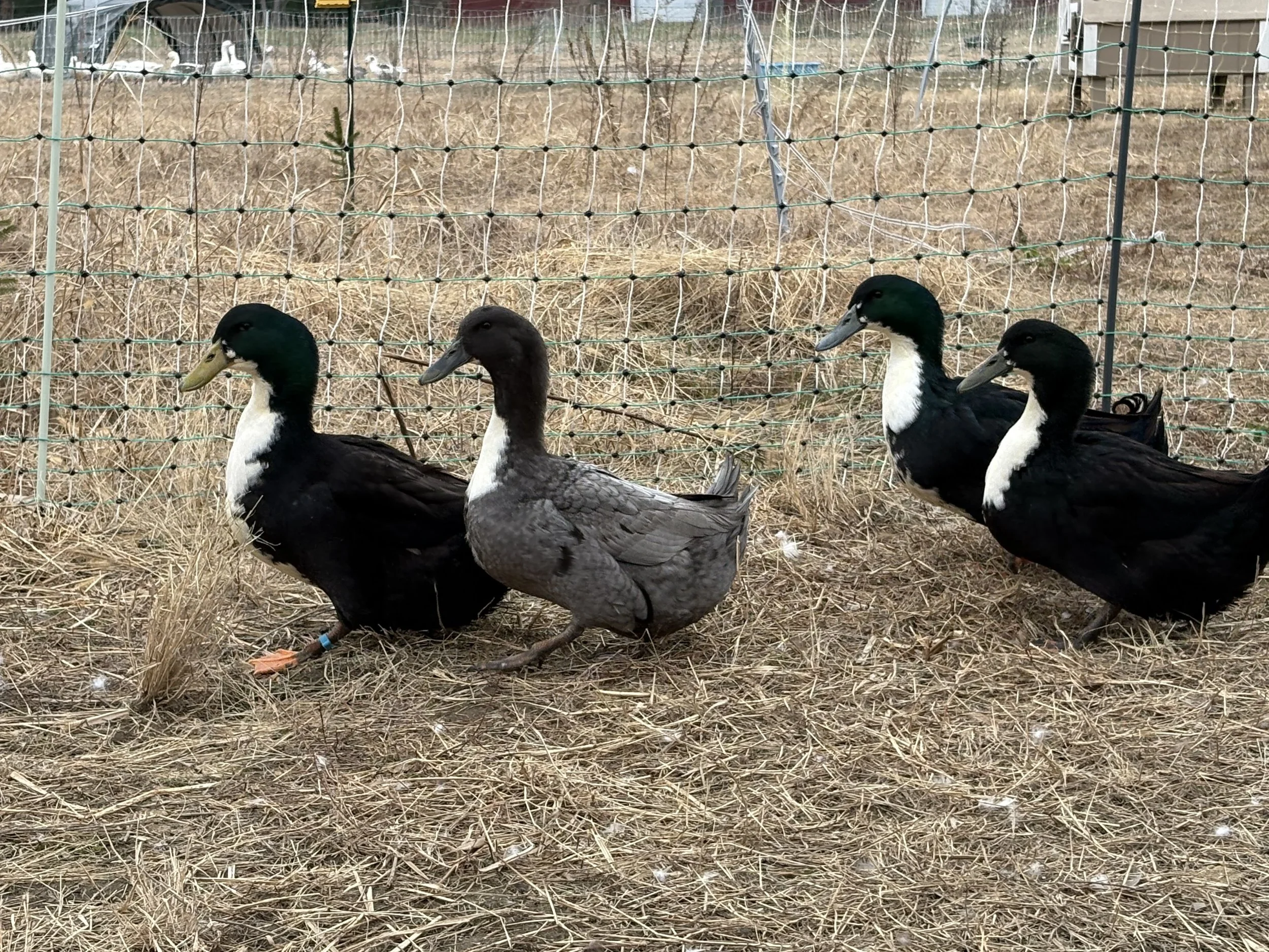 blue and black swedish ducks on the farm