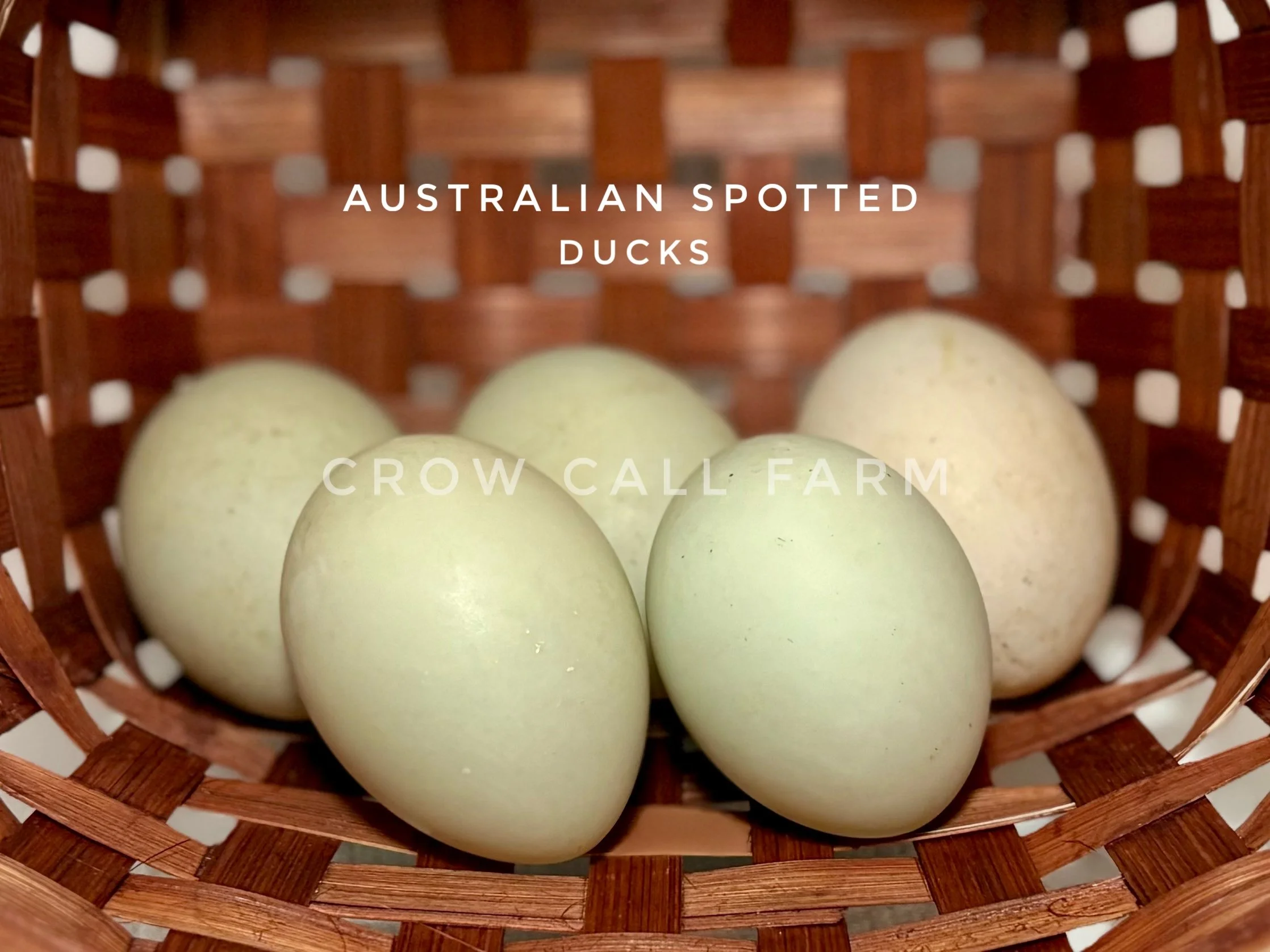 HATCHING EGGS: Australian Spotted Duck PRE-ORDER
