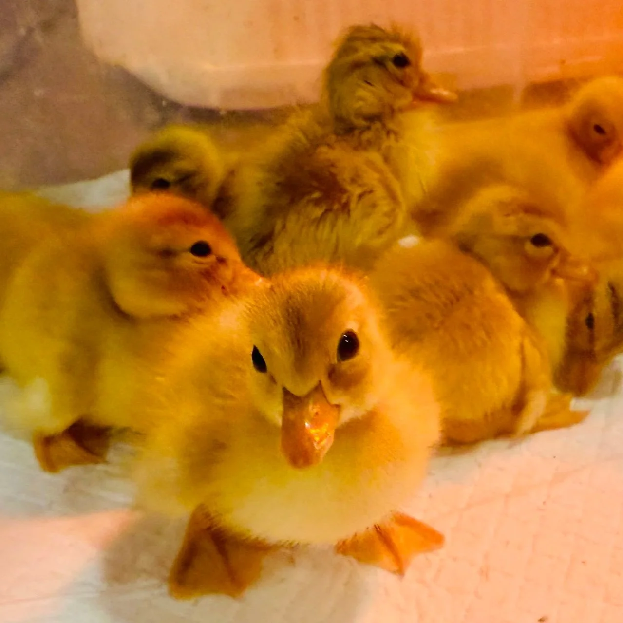 Hatching Heritage: Waterfowl Workshop + Farm Tour (add-on)