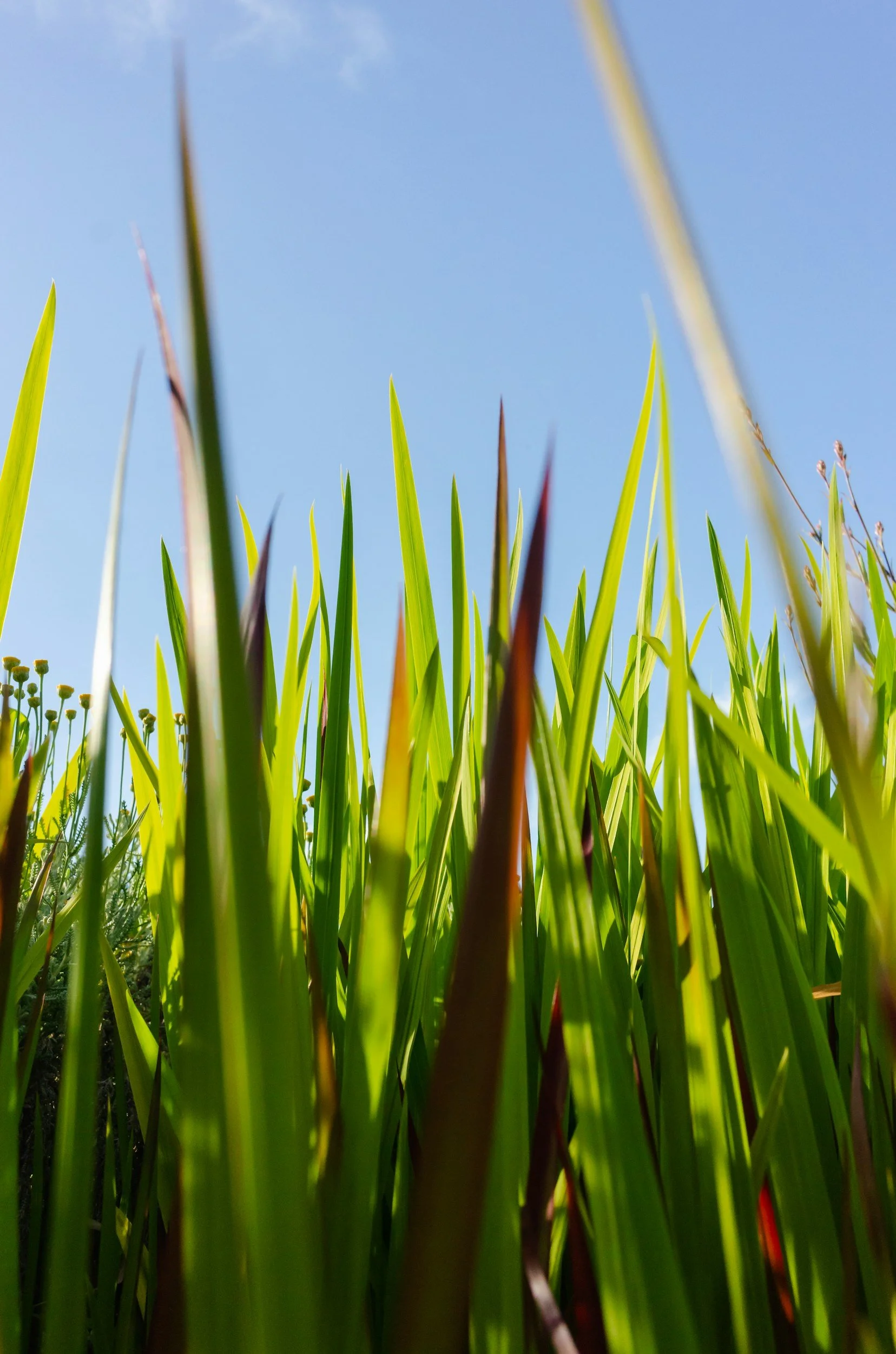 Close-up of tall, green grass blades against a bright blue sky.