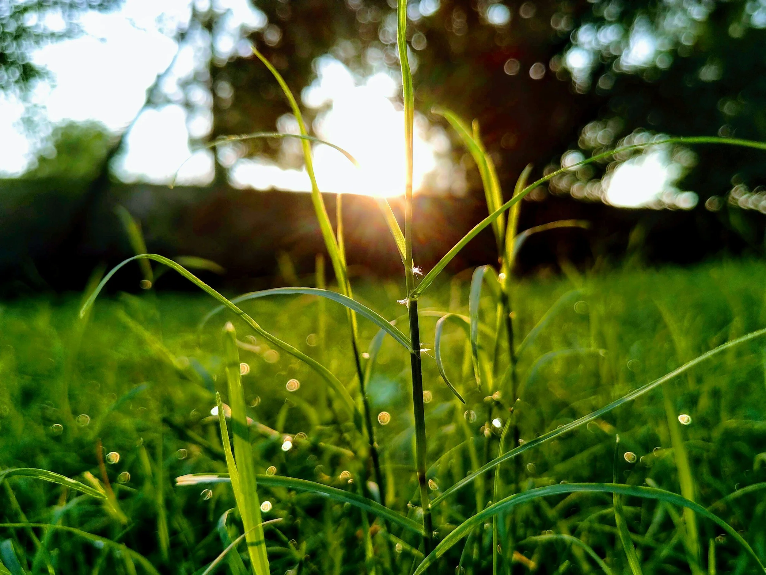 Close-up of green grass blades with dew drops at sunrise, with the sun shining through trees in the background.