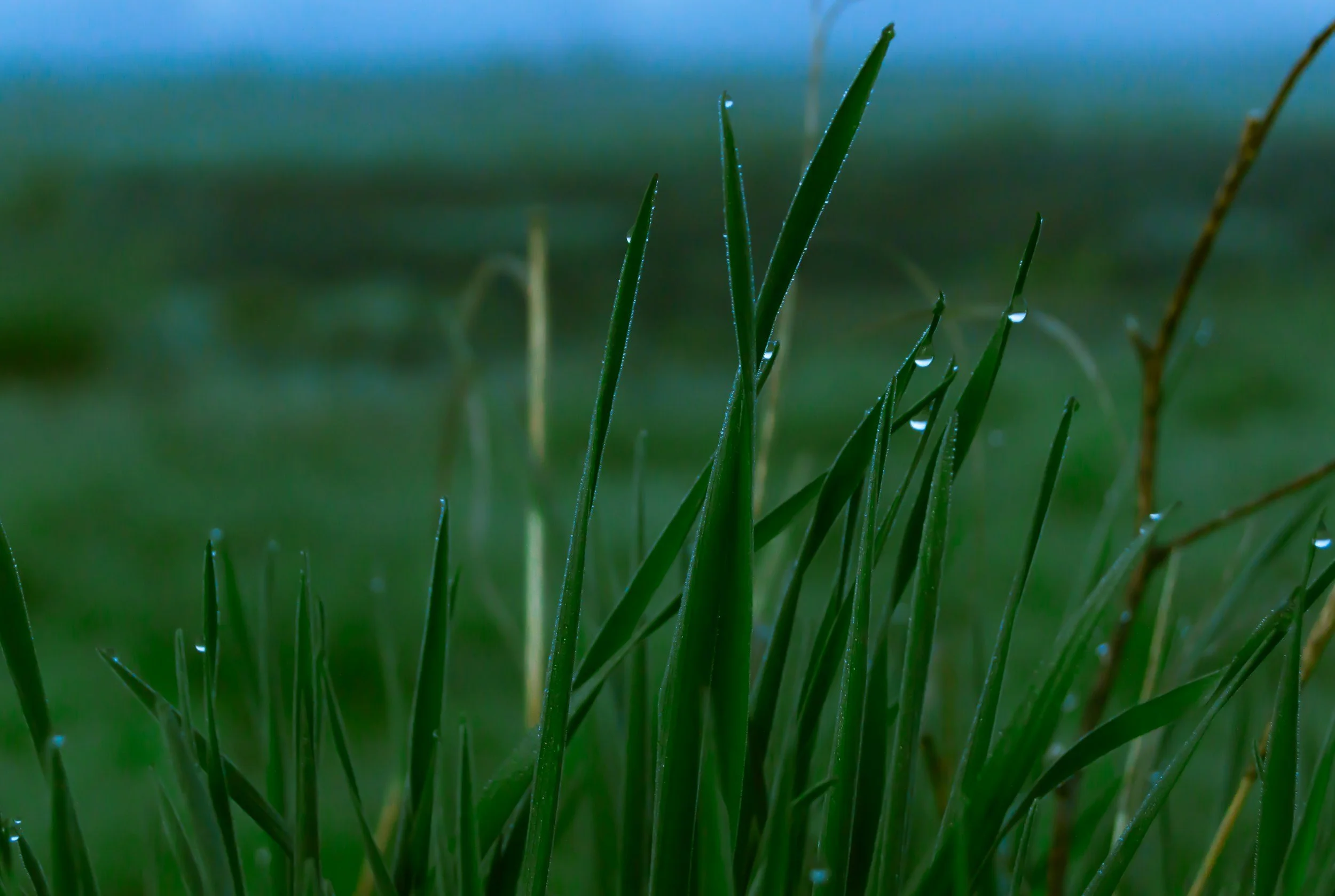 Close-up of green grass blades with water droplets on them.
