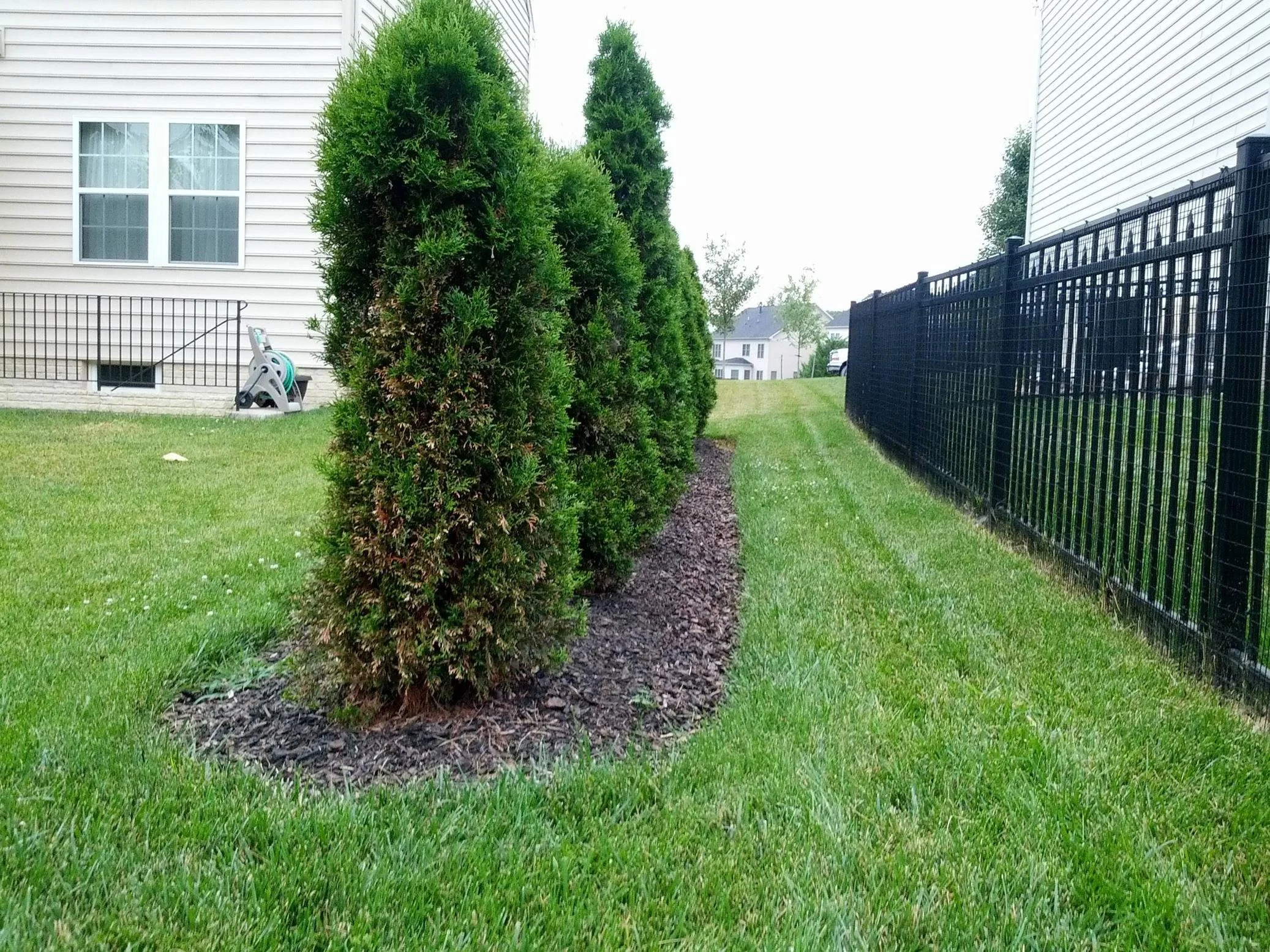 A row of well-trimmed evergreen bushes along a grassy yard, with a black metal fence on the right and a white house with windows on the left.