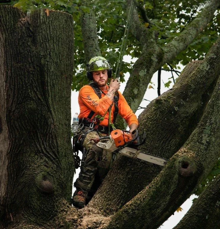 A tree worker wearing safety gear, including a helmet, headphones, and a harness, operating a chainsaw while perched in a large tree.
