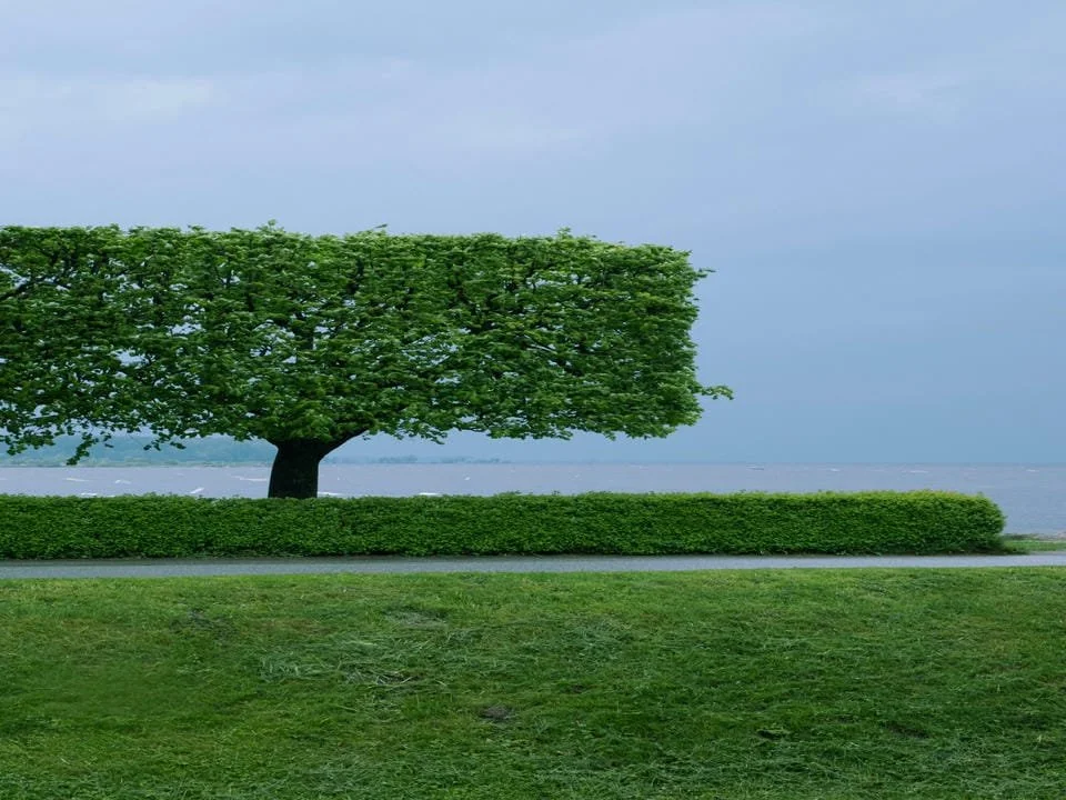 A lush green tree with a rectangular shape at the top, situated behind a neatly trimmed hedge, near a body of water under a cloudy sky.