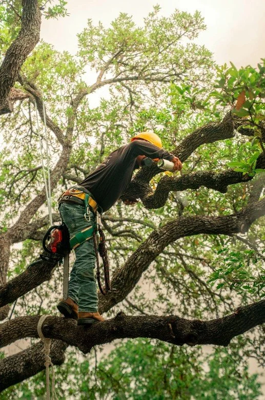 Tree worker in safety gear trimming a large tree with a rope and harness.
