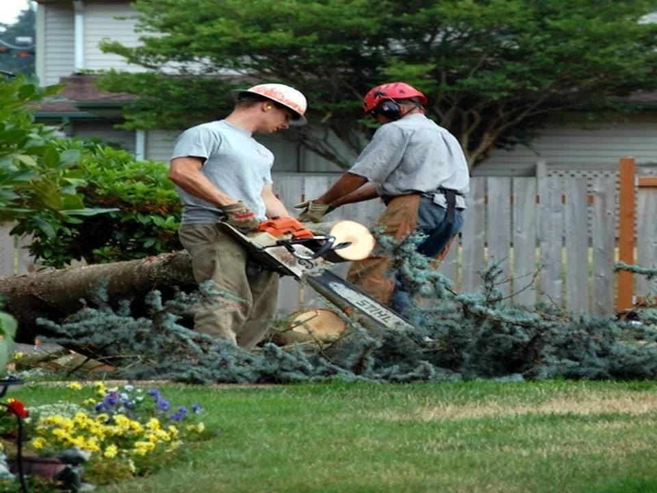 Two men are cutting a fallen tree limb in a backyard using a chainsaw. One man is standing, wearing a helmet and gloves, operating the chainsaw. The other man, also wearing a helmet and gloves, is assisting. The yard has green grass, flowers, bushes, a wooden fence, and a house in the background.
