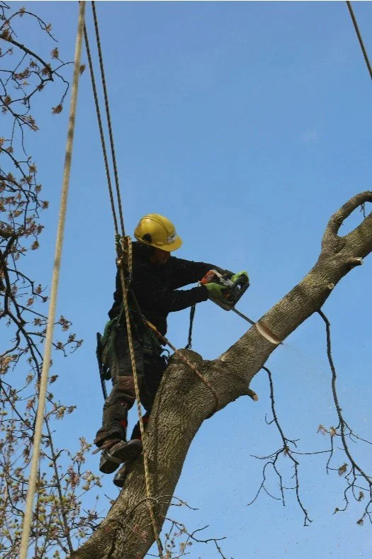 A person in safety gear, including a yellow helmet, using a chainsaw to cut a tree branch while standing on the tree.