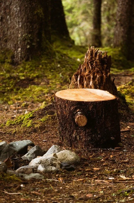 A tree stump in a forest with moss-covered ground and trees in the background.