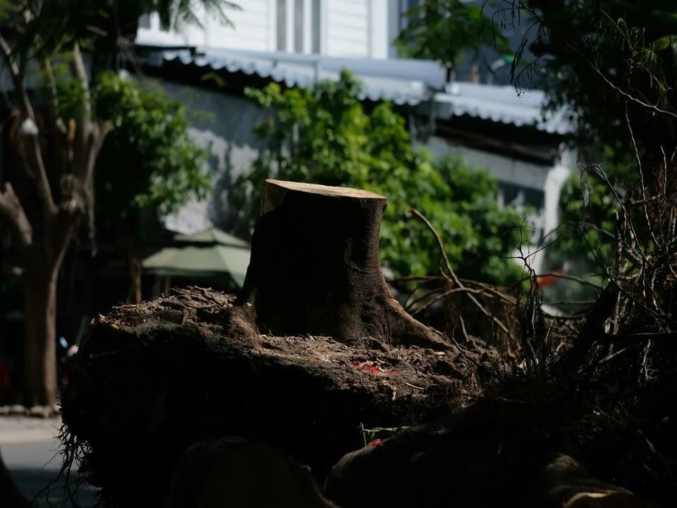 Tree stump with roots in an outdoor area, with trees and buildings in the background.