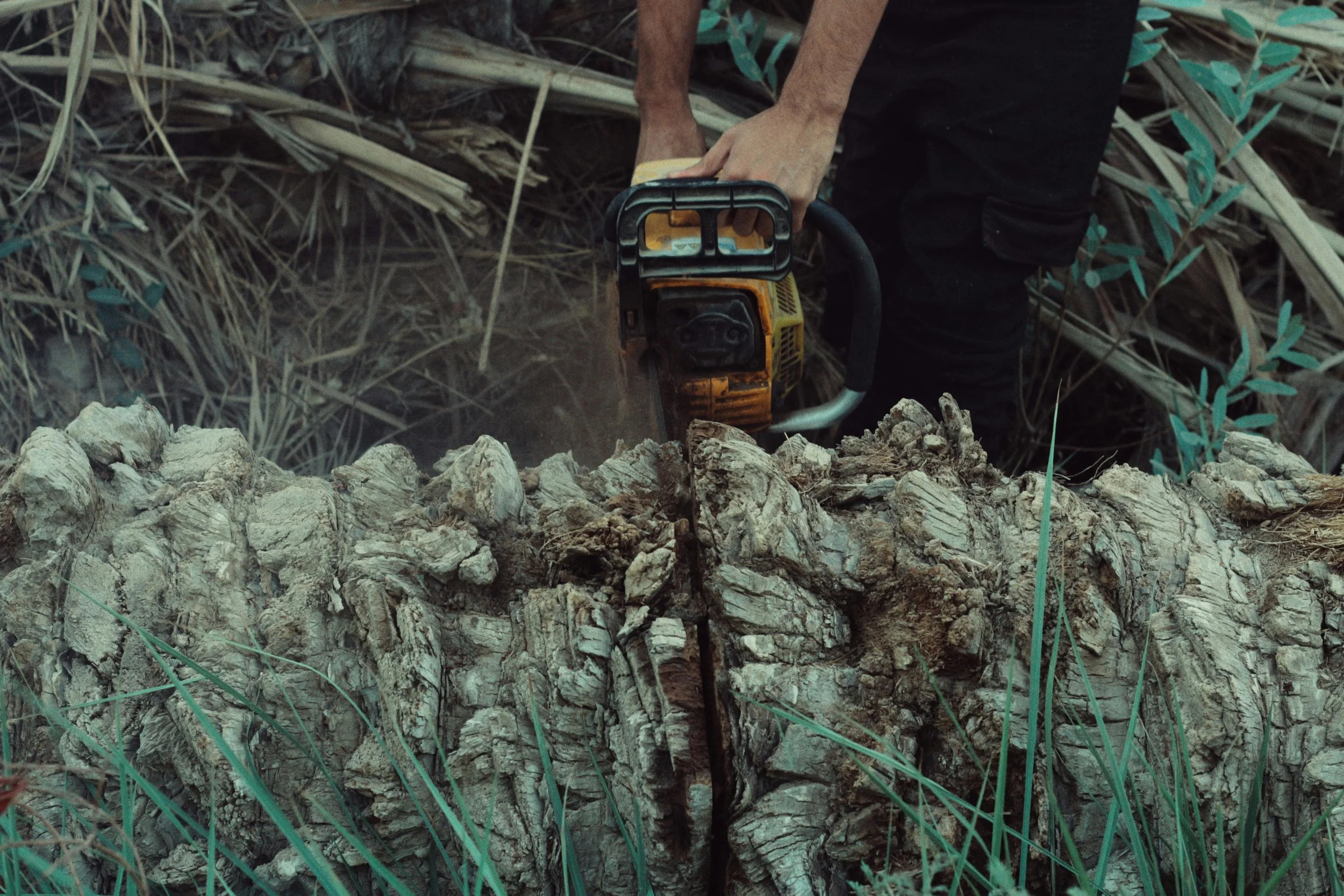 Person cutting a tree trunk with a chainsaw in an outdoor setting surrounded by grass and plants.