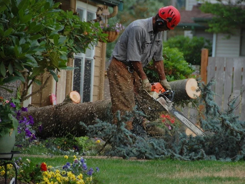 A man wearing a gray shirt, brown pants, and a red helmet is cutting down a fallen tree in a backyard with a chainsaw. The tree is on the lawn near flowers and shrubs, with a house visible in the background.