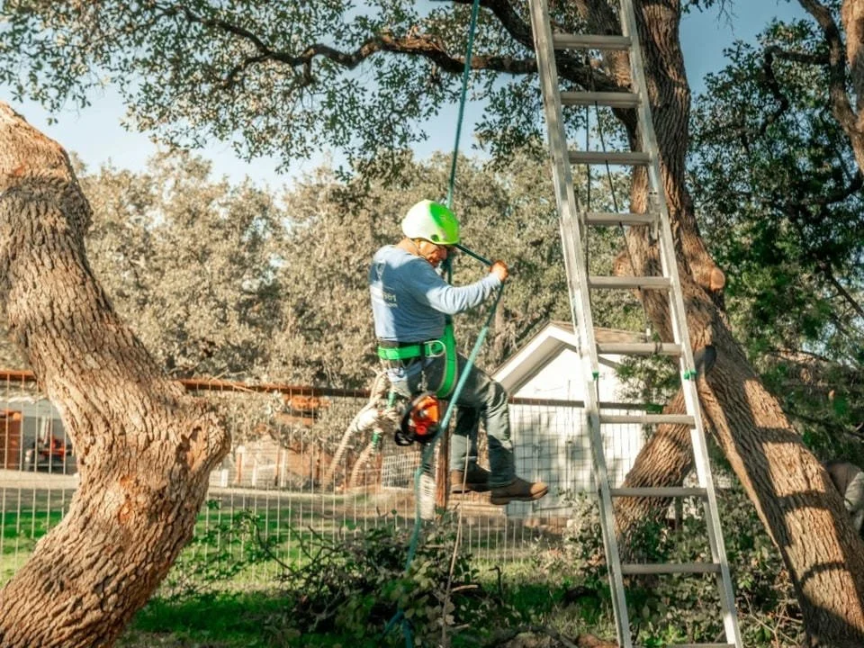 A person wearing a green safety helmet and harness climbing a tree with a ladder nearby.