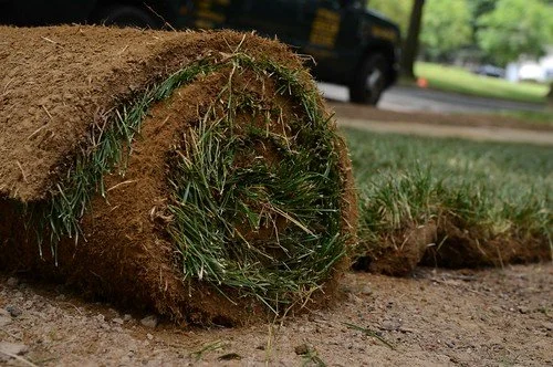 Close-up of a rolled-up patch of grass sod on the ground, with a lawn and vehicle in the background.