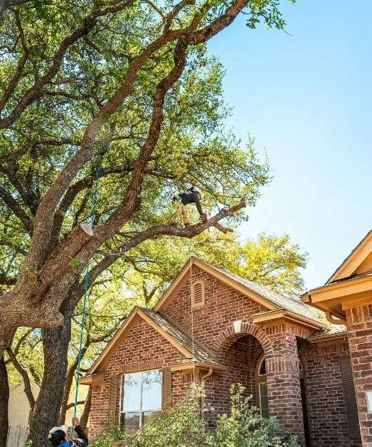 A person trimming branches of a large tree in front of a brick house with a large front window and arched entryway during daytime.