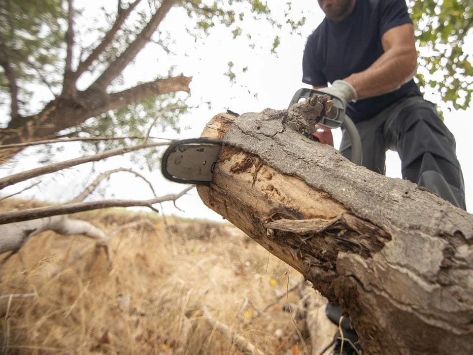 Person cutting a fallen tree with a chainsaw outdoors.