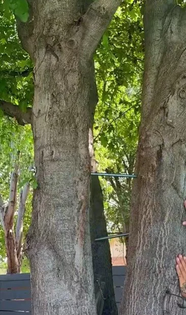 View of two large tree trunks with green leaves overhead, and a black ladder leaning against them, in a backyard setting.