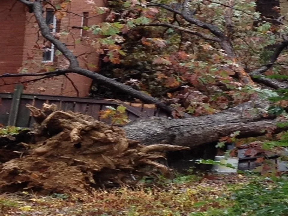 A large tree has fallen in a backyard, with its roots uprooted and the trunk resting on the ground. The yard has fallen leaves, and a house with brick walls and windows is visible in the background.