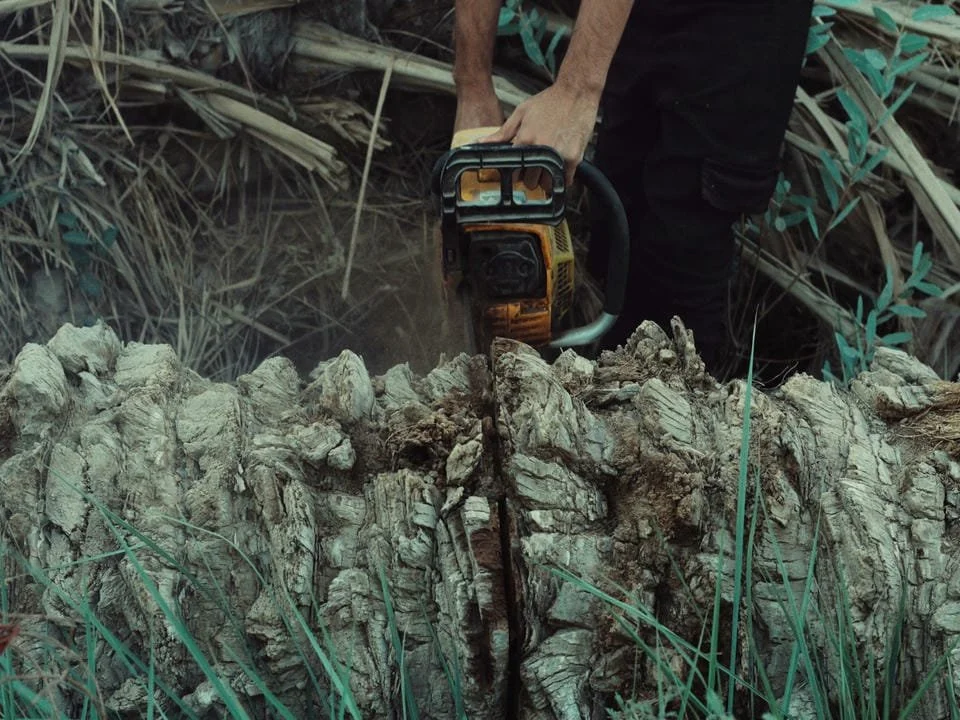 A person using a chainsaw to cut a fallen tree in a grassy outdoor area.