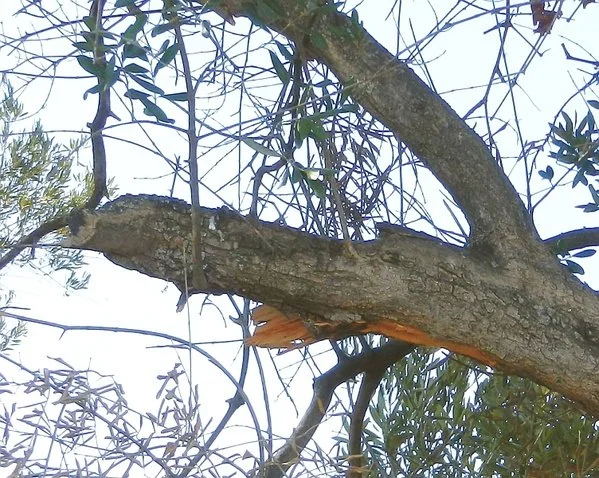 A butterfly perched on a tree branch among leafless and leafy branches.