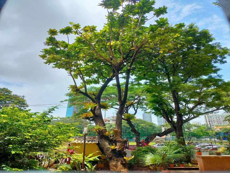 A large tree with a thick trunk and wide green leaves in an urban garden. City buildings are visible in the background.