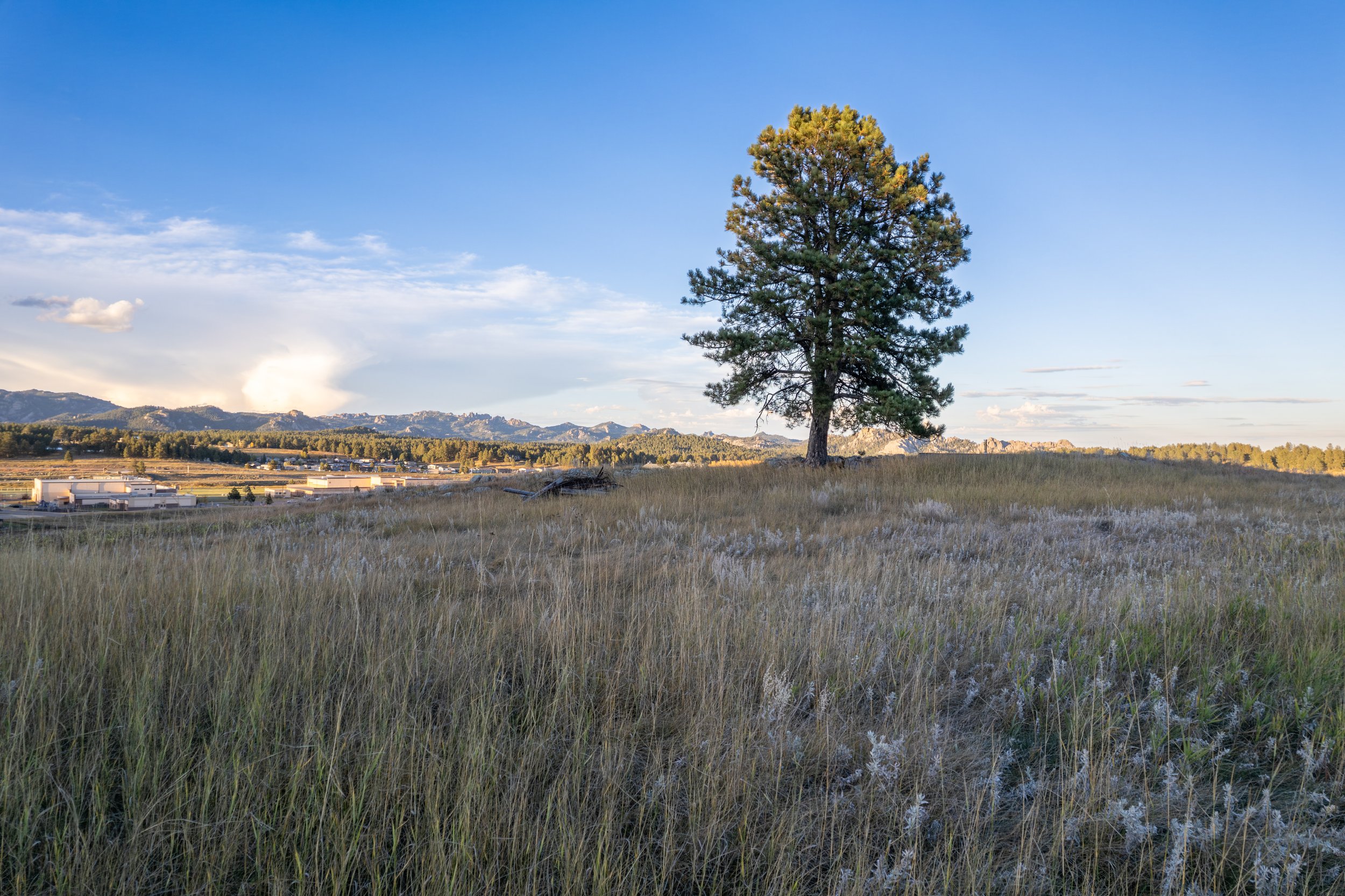 A lone pine tree standing in a grassy field during sunset with a mountain range and a blue sky in the background.