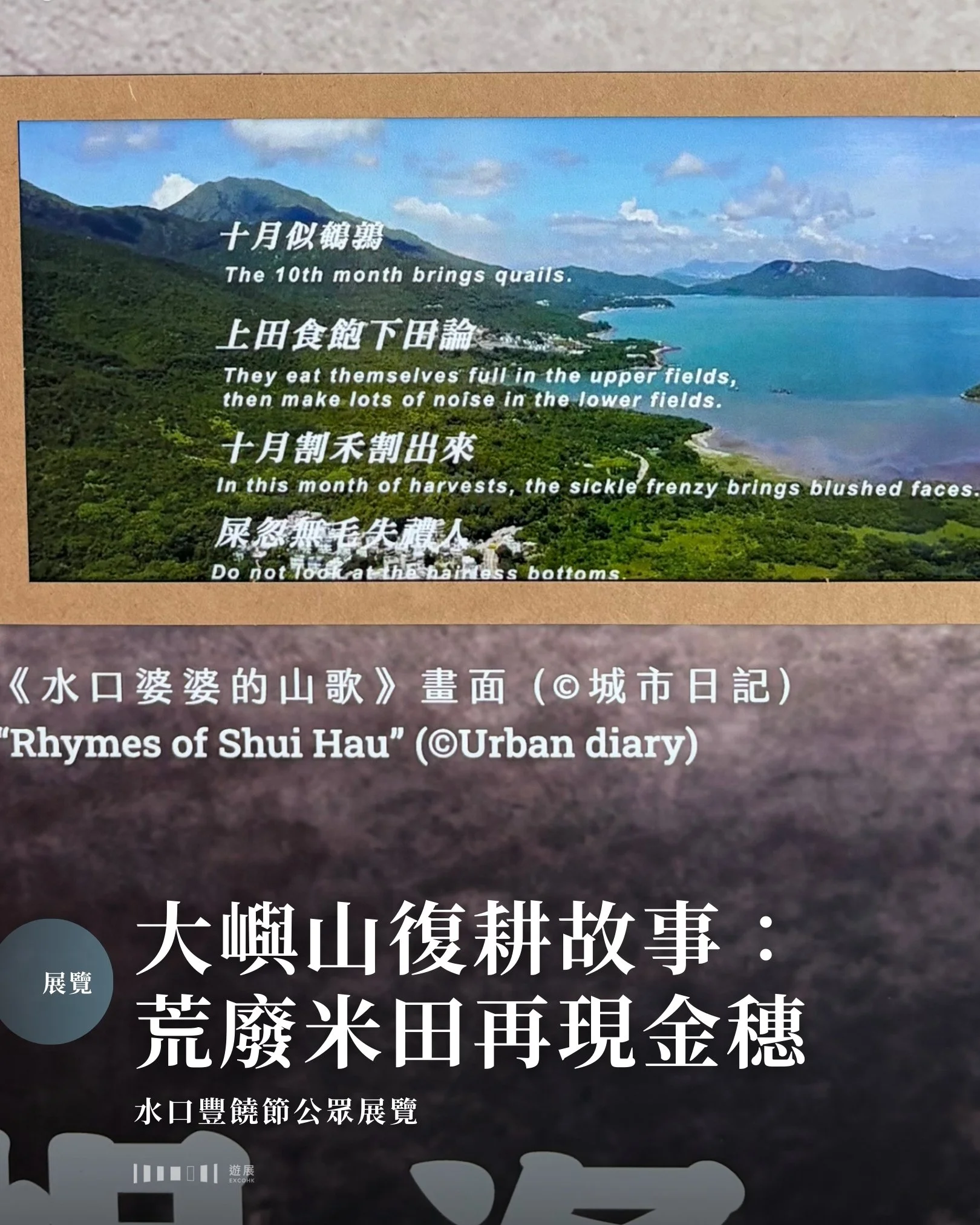 大嶼山復耕故事：荒廢米田再現金穗