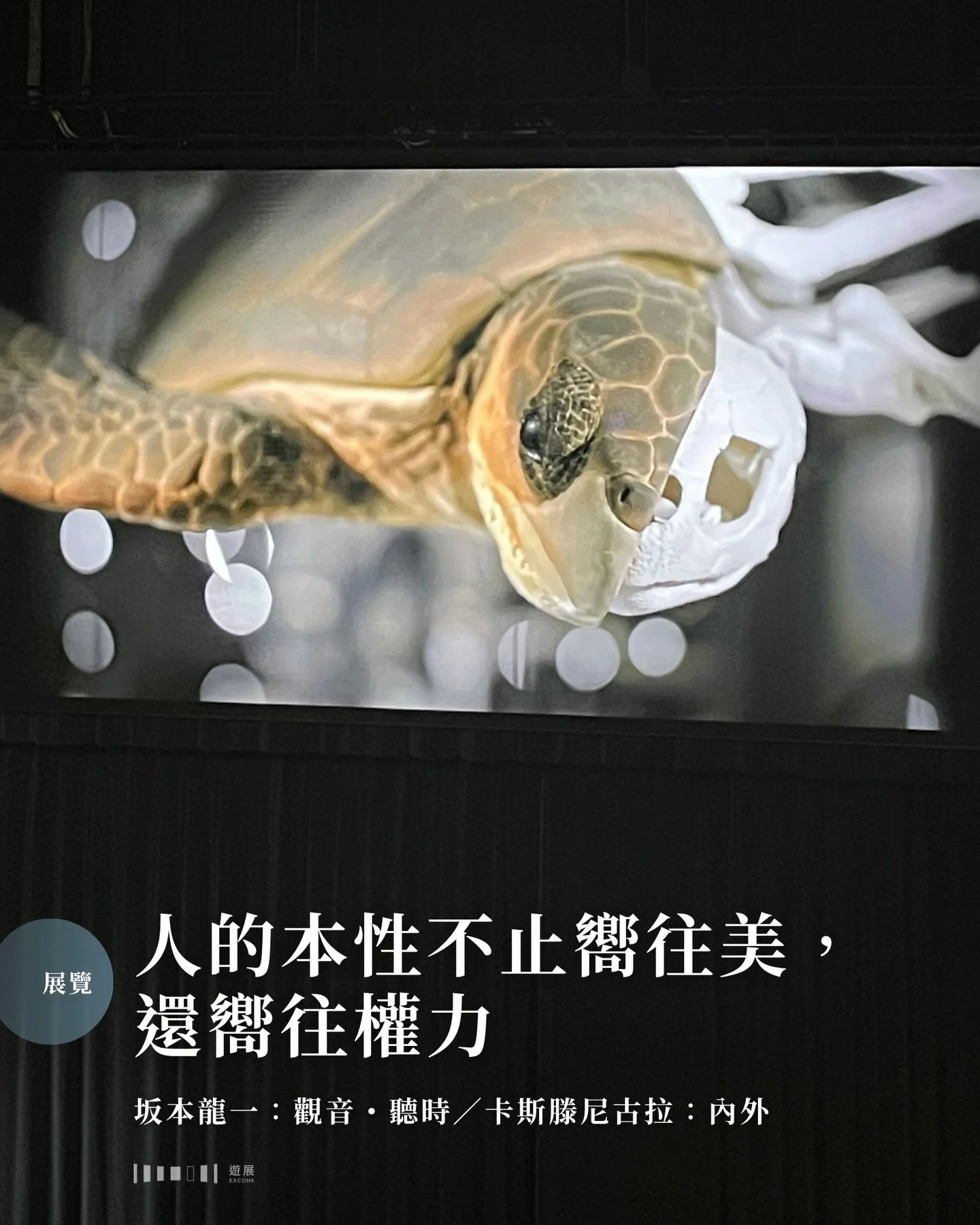 因為太喜歡眼前的風景、人或瞬間，而想將它據為己有、獨自欣賞&mdash;&mdash;TBH，相信有不少人都有過這種衝動吧？這種嚮往美好事物的本性，往往驅使我們去記錄與收藏。M+現在展出的兩項影像作品，由音樂大師坂本龍一的配樂伴隨畫面，和我們一起探討人類對收藏美好事物的本能。

▮ 人的本性不止嚮往美，還嚮往權力

博物館內的動物標本彷彿永遠帶著炯炯有神的目光，注視著鏡頭前的觀眾。卡斯滕尼古拉的影像作品《內外》，配上了坂本龍一生前最後一張專輯《12》的音樂；完整的動物標本在鏡頭一轉之後，化為骸骨