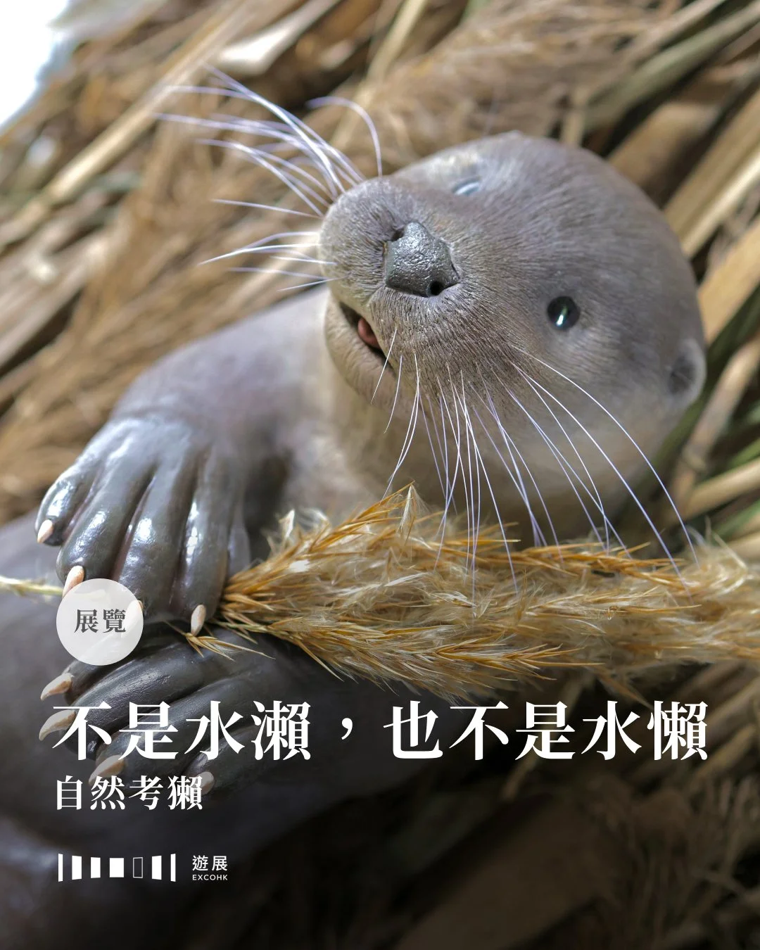 不是水瀨，也不是水懶