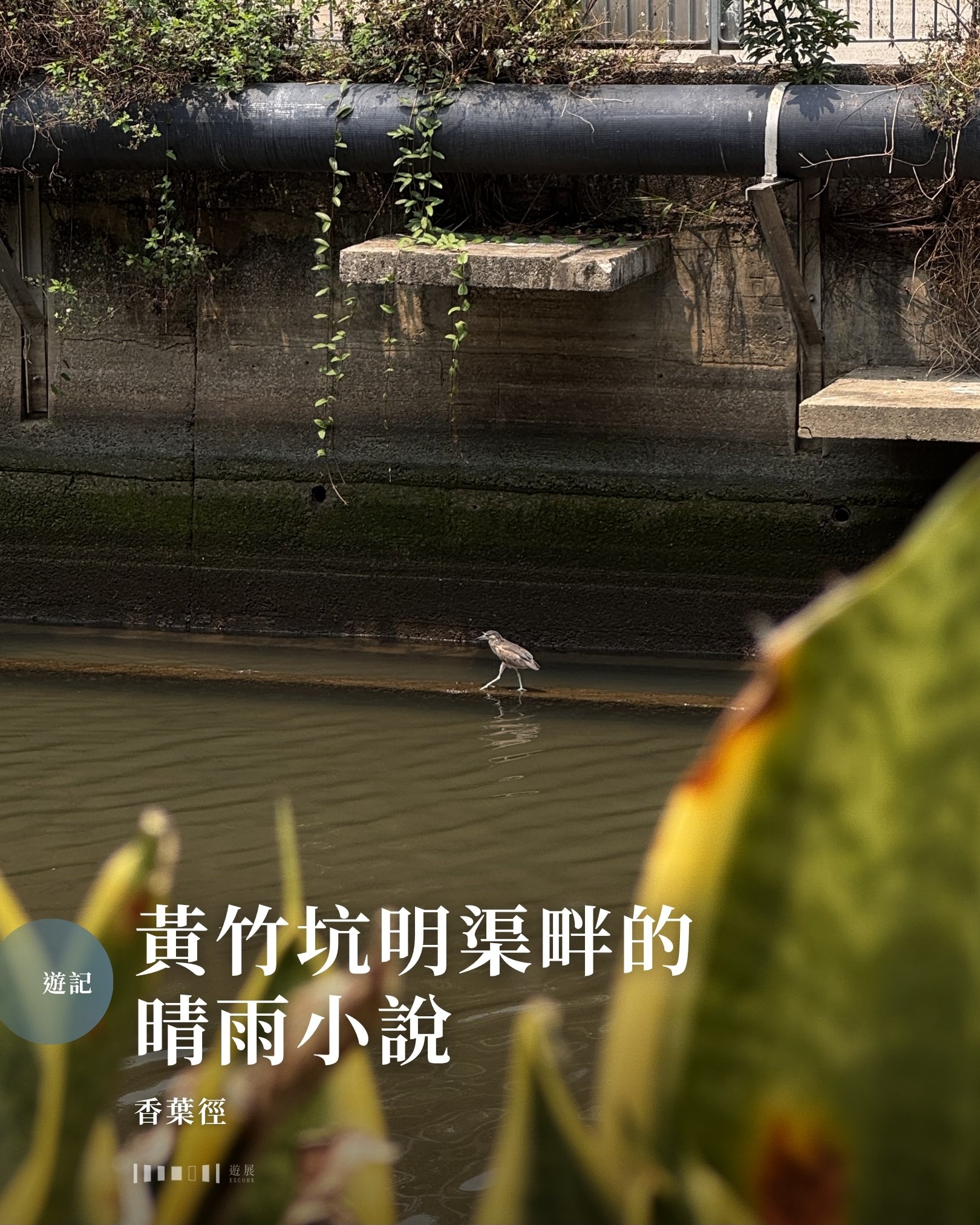 黃竹坑明渠畔的晴雨小說　香葉徑