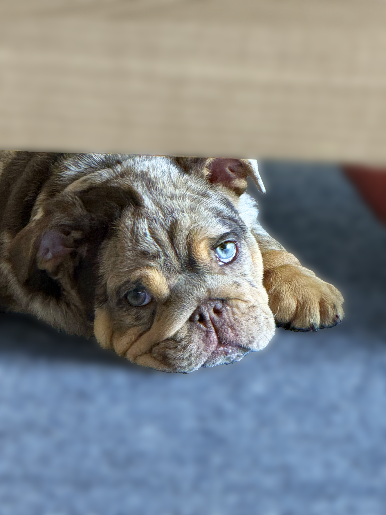 A brown and gray puppy with blue eyes lying on a blue surface.