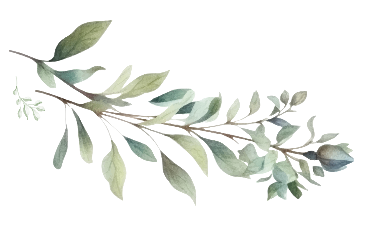 Watercolor illustration of a green leafy branch with light green and gray leaves.
