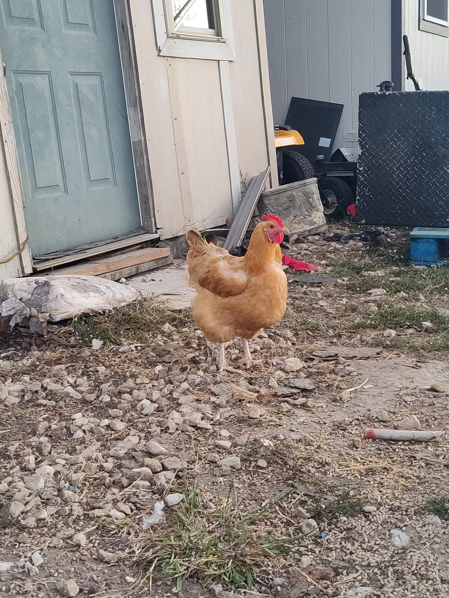 chicken2.jpg