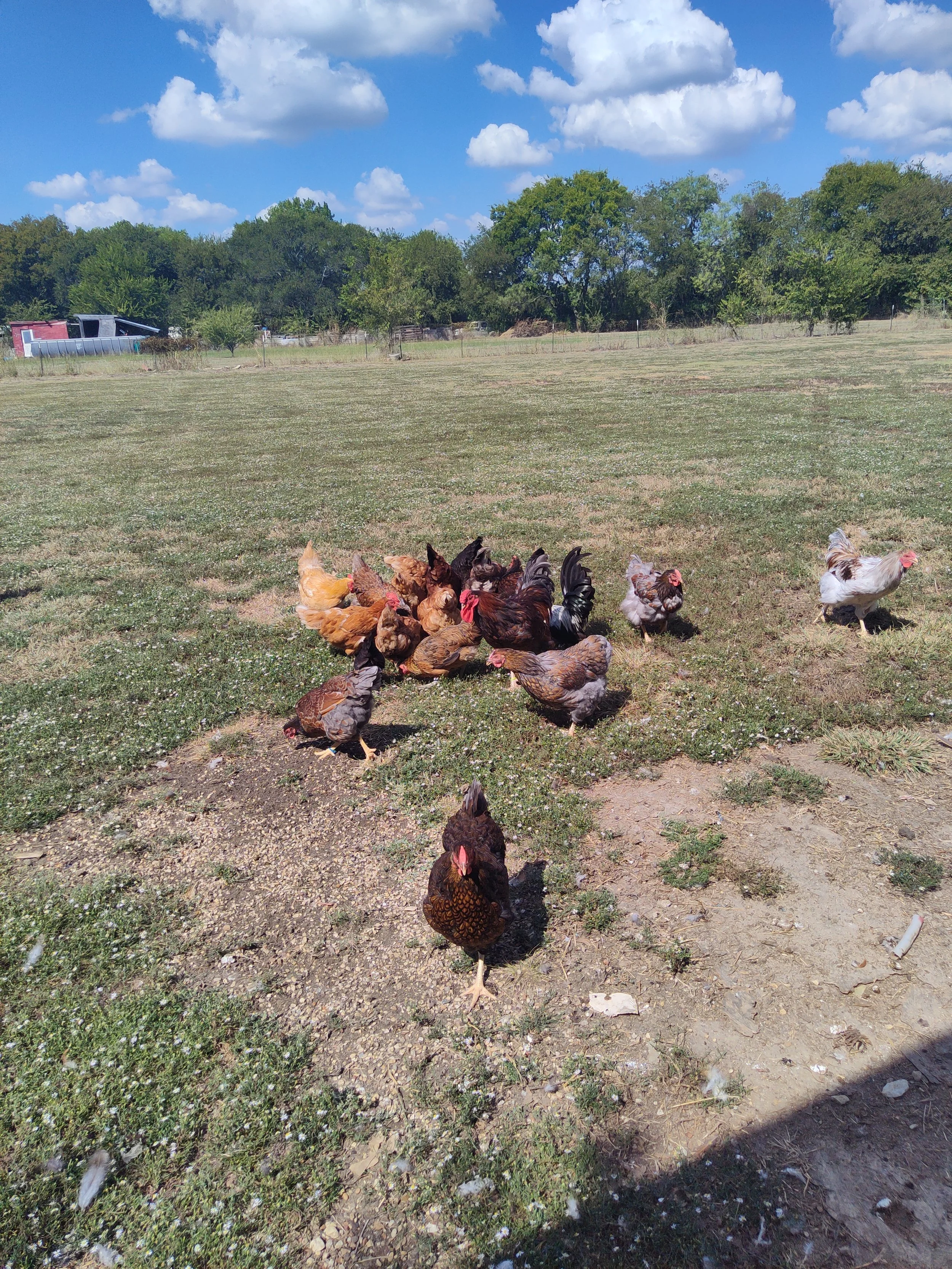 groupchicken2.jpg
