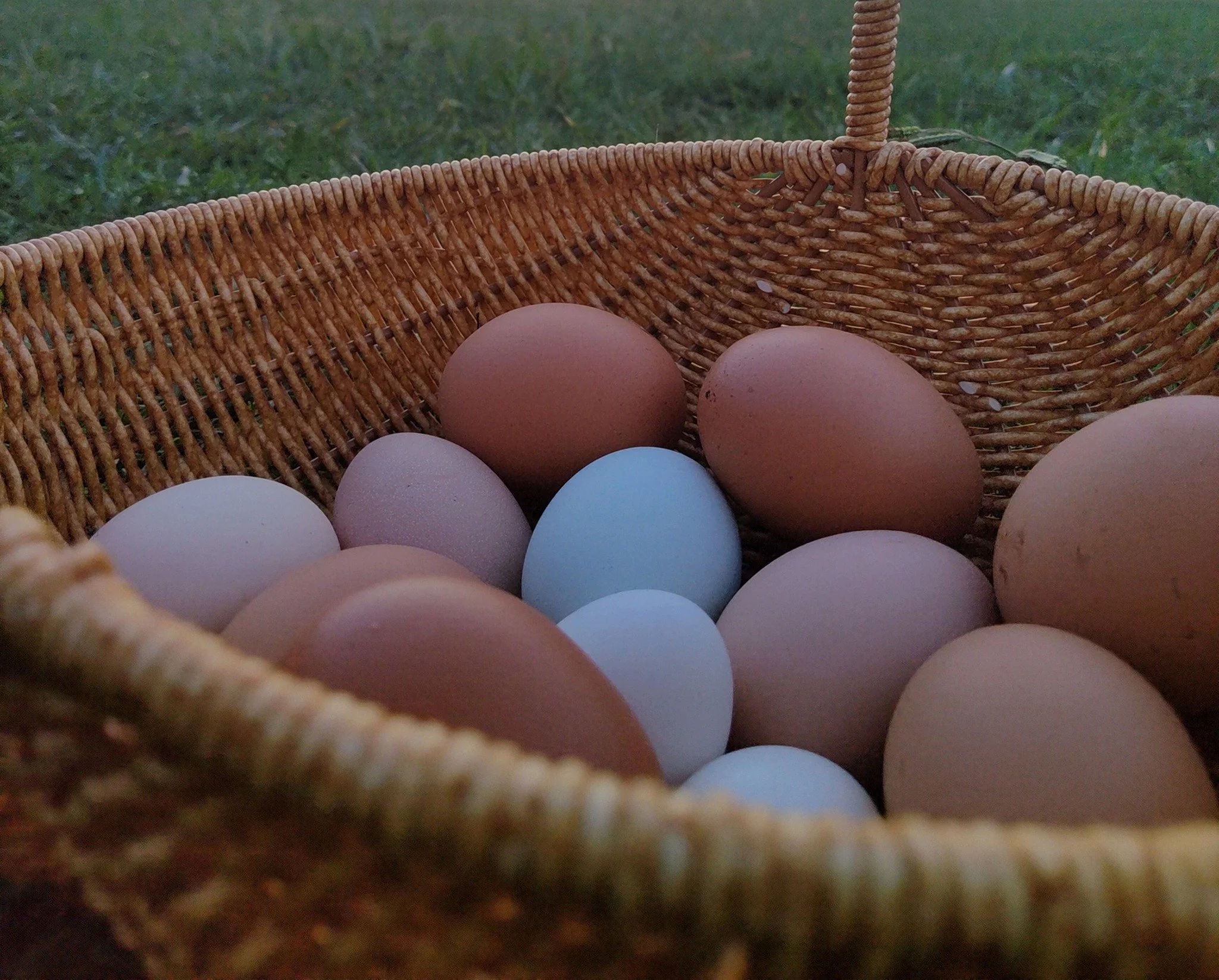 eggs.jpg