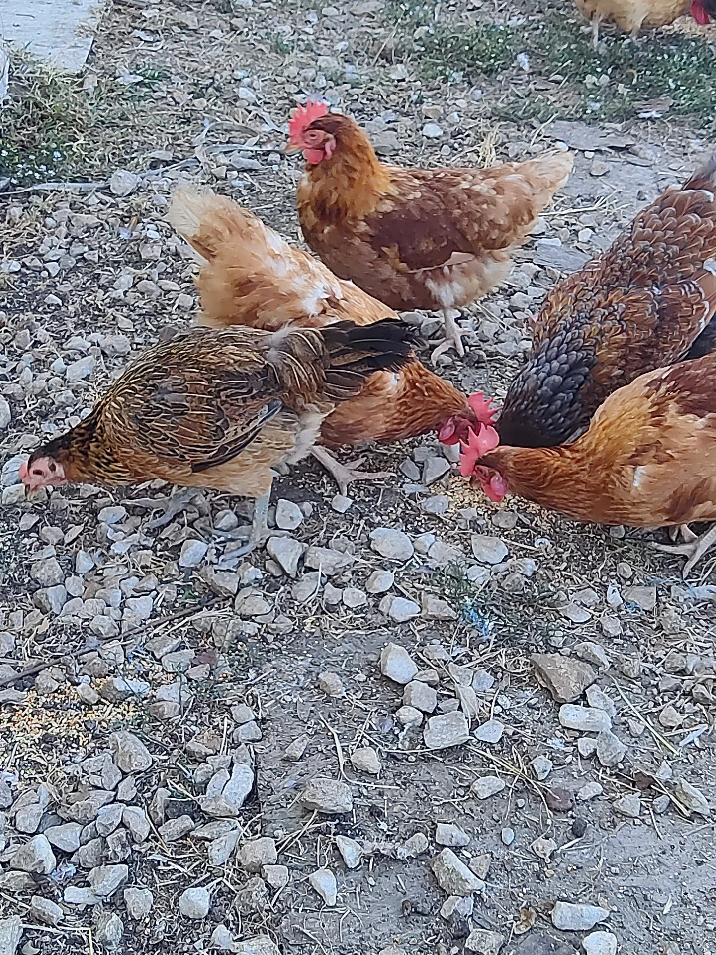groupchicken.jpg