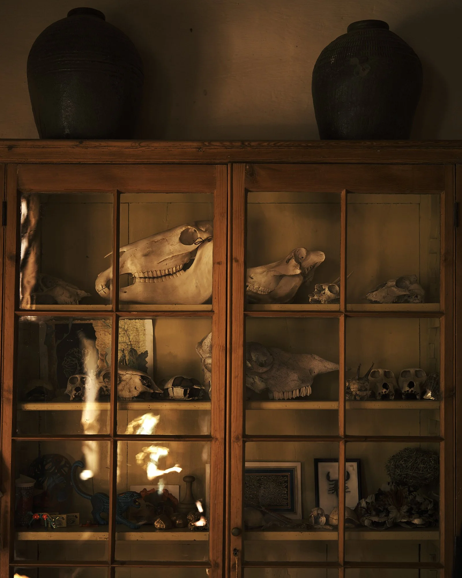 Display case with animal skulls and bones inside, with two large black jars on top of the case.