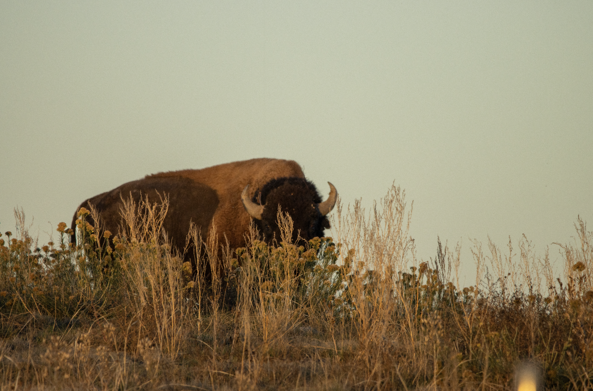 Buffalo