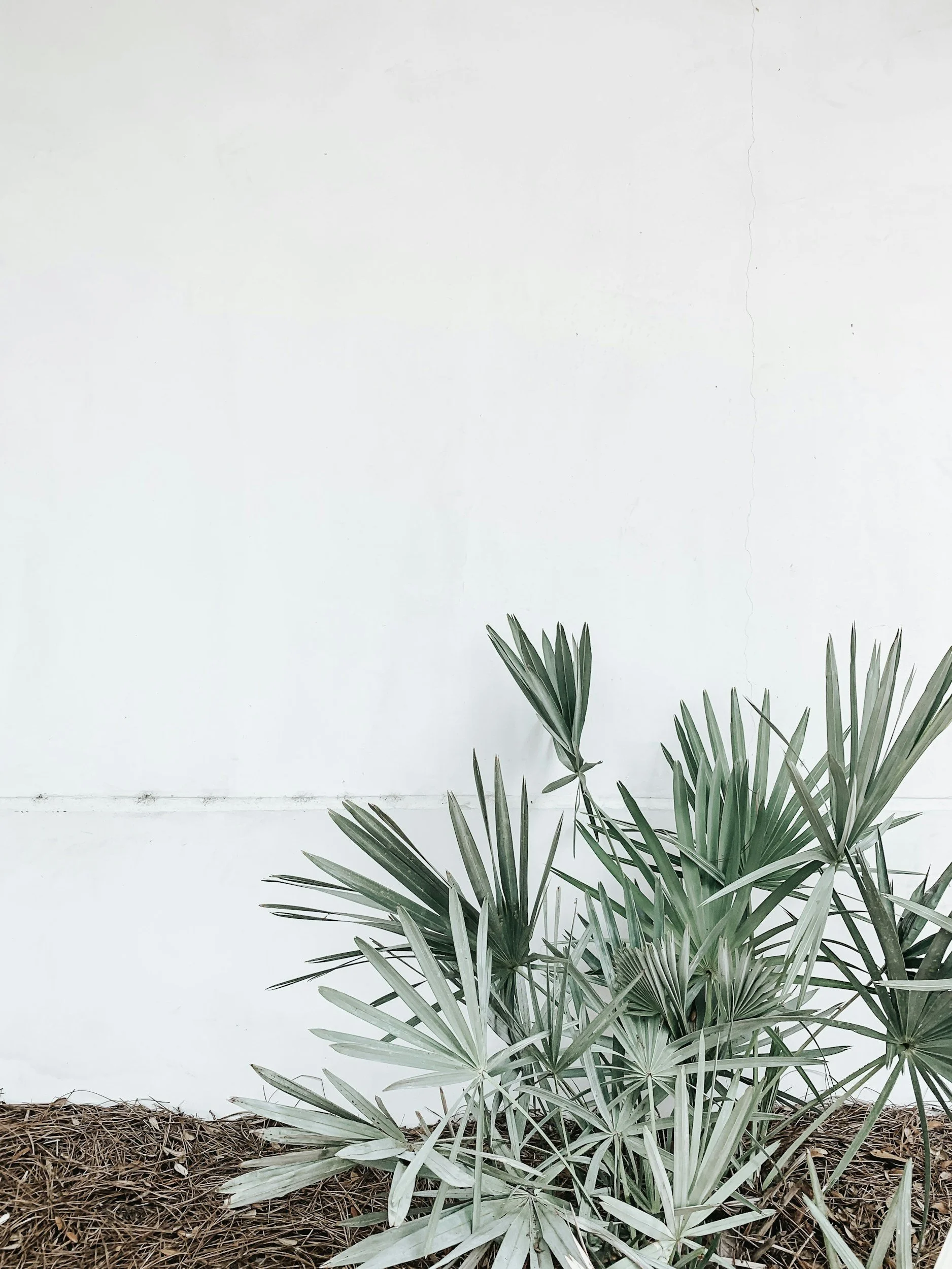 Green tropical plant with long, pointed leaves in front of a plain white wall.