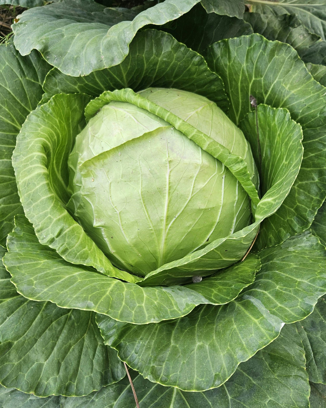 A green cabbage growing in a garden with large, overlapping leaves surrounding a tightly formed head.