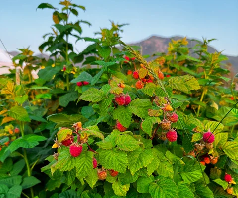 Raspberry_Bush_7.webp