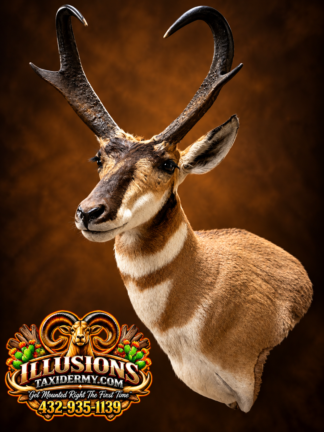 Close-up of a pronghorn antelope with large curved horns and a reddish-brown and white coat, set against a plain brown background by Illusions Taxidermy.