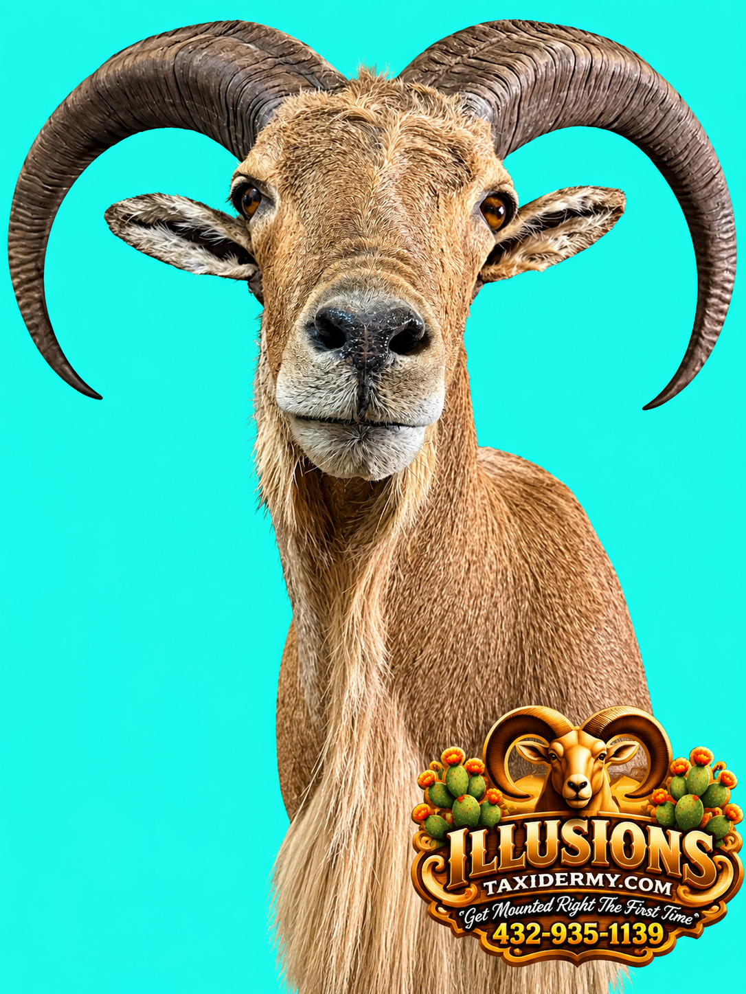 Close-up of an Aoudad ram shoulder mount by Illusions Taxidermy in Odessa, Texas. Features impressive curved horns, detailed facial anatomy, natural hair coloration, and a realistic expression. Displayed against a turquoise background with the Illusi