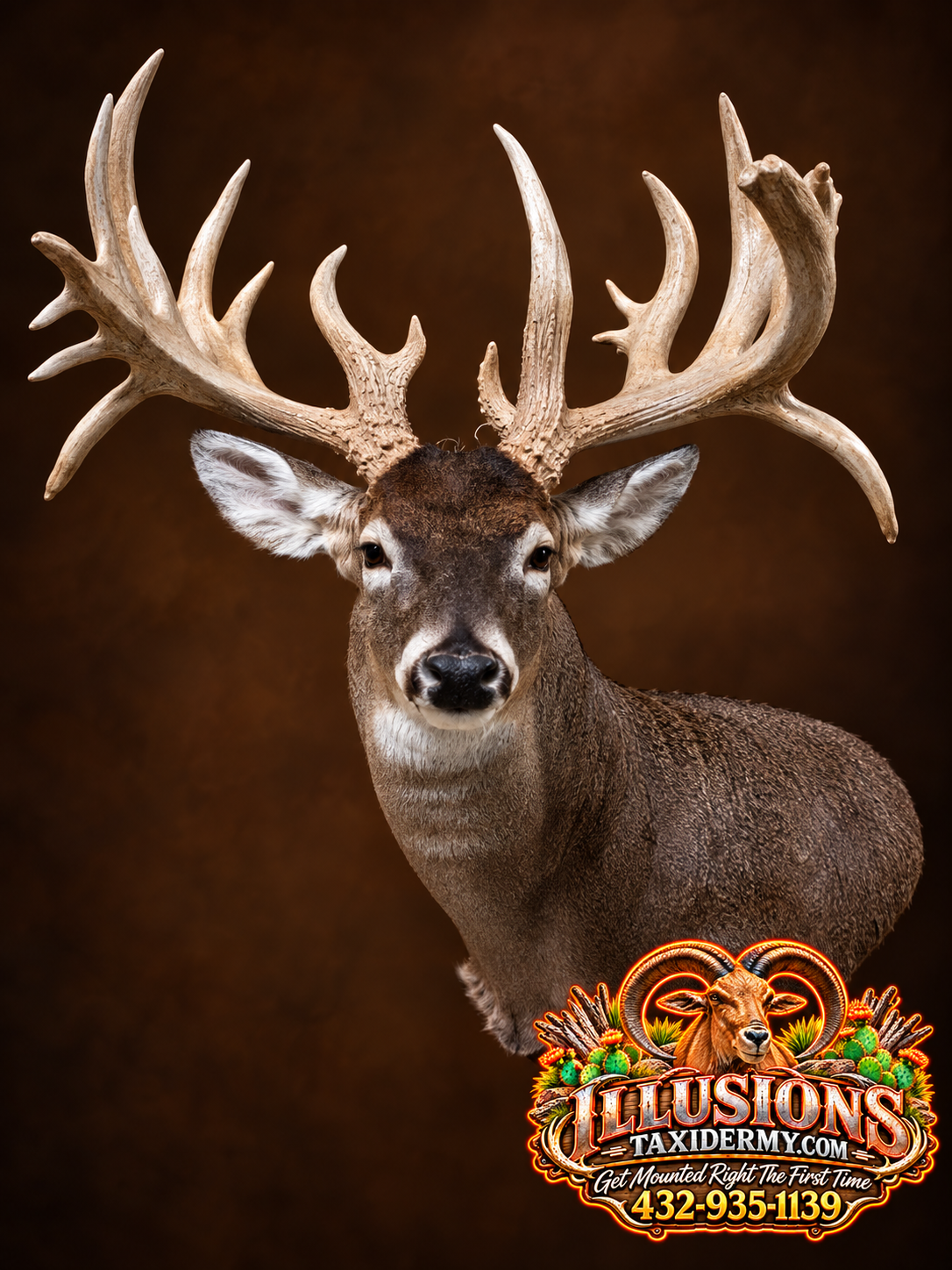 A Whitetail deer with large antlers facing forward, against a dark brown background, with an Illusions Taxidermy advertisement in the lower right corner.