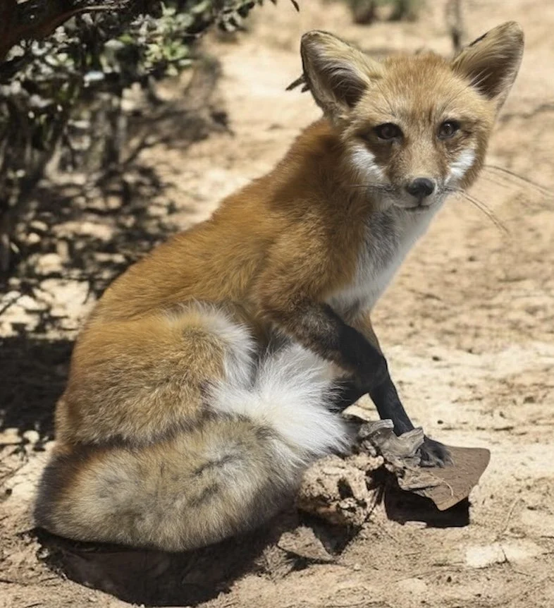 A red fox mounted by illusions taxidermy sitting on sandy ground next to a small bush, looking at the camera.