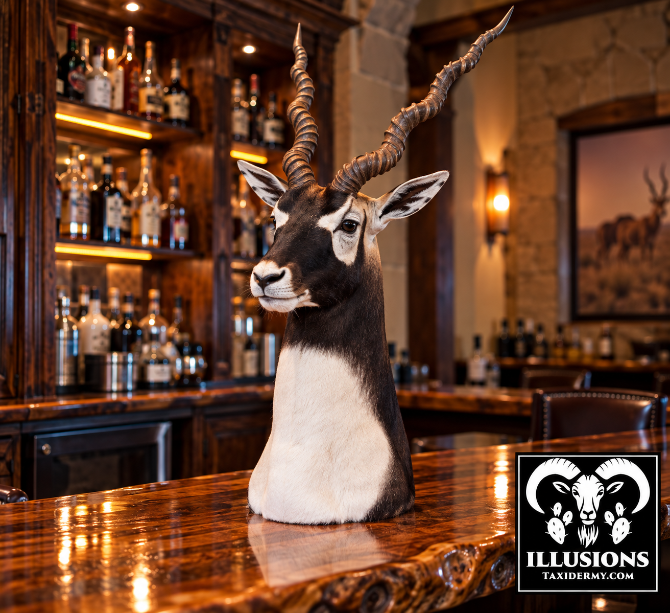 Taxidermy Blackbuck head with twisted horns on a polished wooden bar counter inside a rustic bar or restaurant, with shelves of bottles and a framed picture of a kudu in the background. By Illusions Taxidermy.
